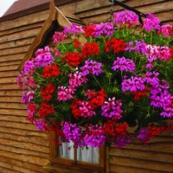 Geranium 'Balcon Mix'