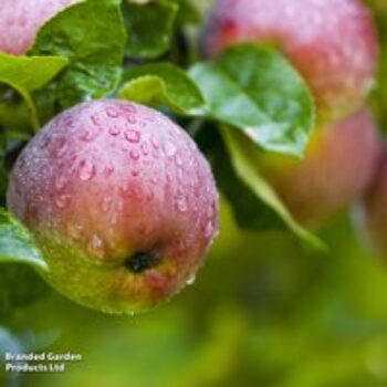 Apple 'Bardsey Island'