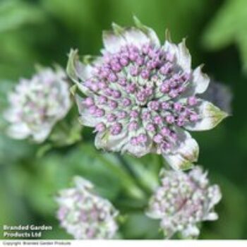 Astrantia major 'Star Of Billion'