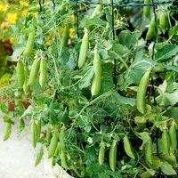 Sugar Snap Pea 'Sugar Lace' - Seeds