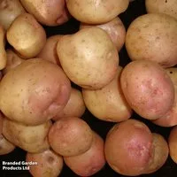 Potato 'Kerrs Pink'