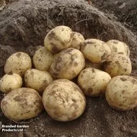 Potato 'Marfona'