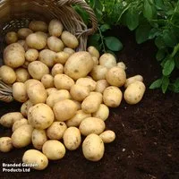 Potato 'Nadine'