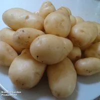 Potato 'Sharpes Express'