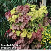 Heucherella 'Trailing Yellowstone Falls'