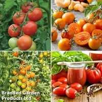 Nurseryman's Choice Tomato Collection (Grafted)