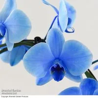 Phalaenopsis ?Circle Blue?