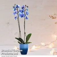 Phalaenopsis ?Blue Lagoon? (Double-stemmed)