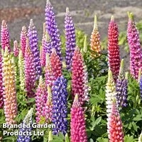 Lupin 'Gallery Dwarf Mix'