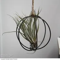 Hanging Air Plant (Tillandsia)