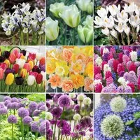 106 Spring Bulb Collection