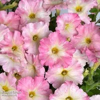 Petunia 'Vintage Pastel Pink'