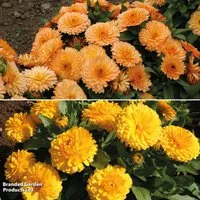 Calendula 'Bon Bon Mix'