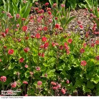 Geum 'Flames of Passion'