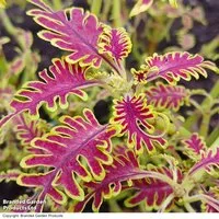 Coleus 'Skeletal'