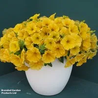 Petunia 'Surfinia Yellow'