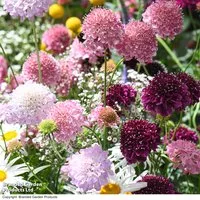 Scabiosa Scoop Collection