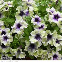 Petunia 'Amazonas Plum Cockatoo'