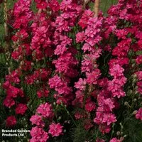 Delphinium consolida 'King Size Scarlet'