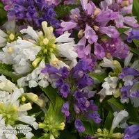 Nepeta 'Panther Mix'