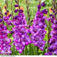 Gladioli 'Gladdies Kim'