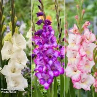 Gladioli 'Gladdies Trio'