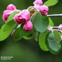 Crab Apple 'Brandywine'