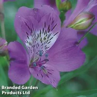 Alstroemeria 'Allure'