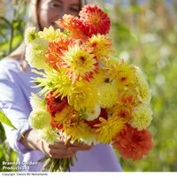 Dahlia 'Sunshine Bouquet Mix'