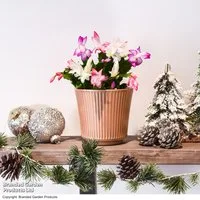 Christmas Cactus Multicoloured