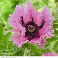 Poppy orientale 'Pink Perfection'