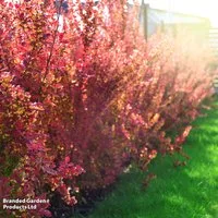 Berberis thunbergii f. atropurpurea