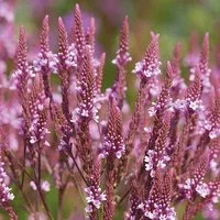 Verbena hastata f. rosea 'Pink Spires'