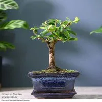 Bonsai Carmona microphylla