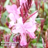 Gaura 'Belleza'