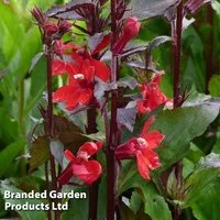 Lobelia 'Compliment Scarlet'