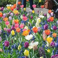 Nurserymans Choice Bulbs