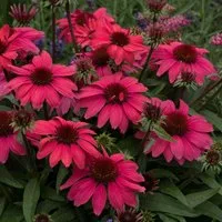 Echinacea SunMagic 'Vintage Ruby'