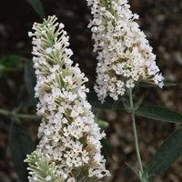 Buddleja 'Buzz® Ivory'