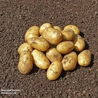 Potato 'Orla'