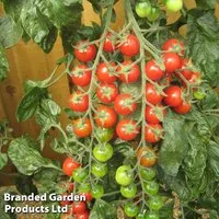 Tomato 'Sugar Gloss' F1 Hybrid (Grafted)