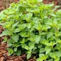 Oregano 'Hot and Spicy'