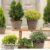 Nurseryman’s Choice Conifer Collection