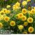 Xerochrysum ‘Granvia® Gold’