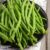 Dwarf French Bean ‘Safari’ – Seeds