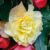 Begonia ‘Fragrant Falls Improved™ – Lemon Delight’