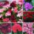 Nurseryman’s Choice Geranium Plant Collection