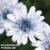 Osteospermum ‘Erato Double Ice Blue’