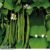 Runner Bean ‘Moonlight’ – Seeds