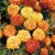 Marigold (Afro-French) ‘Zenith Mixed’ F1 – Seeds